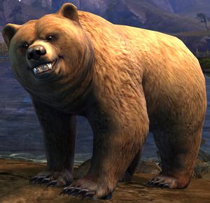 This is a bear.