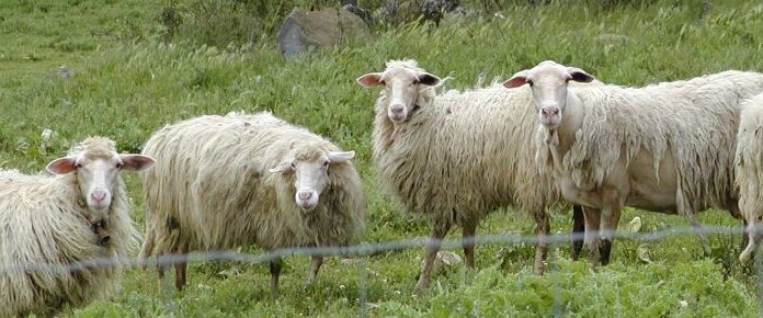 Just sheep.