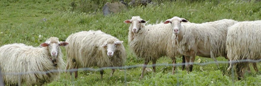 WRUP: We are just talking about sheep edition