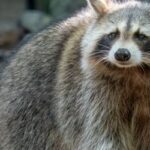 Raccoon!